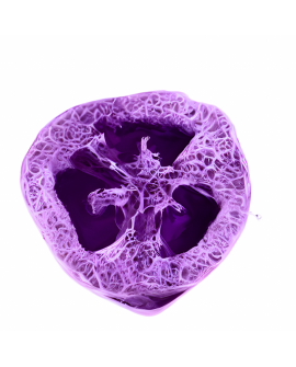 Myjka Loofah ULOTNE MARZENIA
